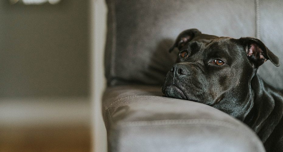 A black dog is resting its chin on the armrest of a couch 