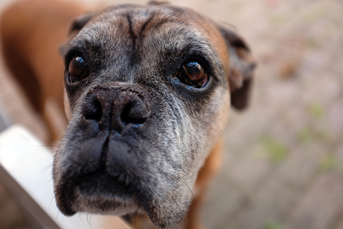 Old Dog