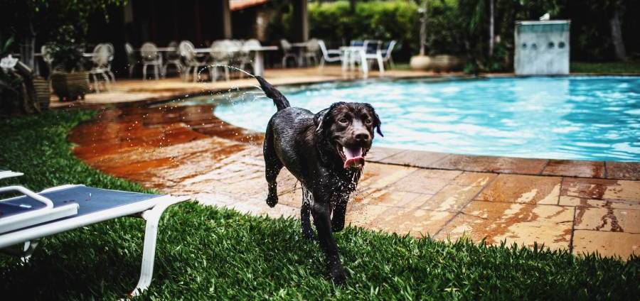 what causes hot spots on dogs