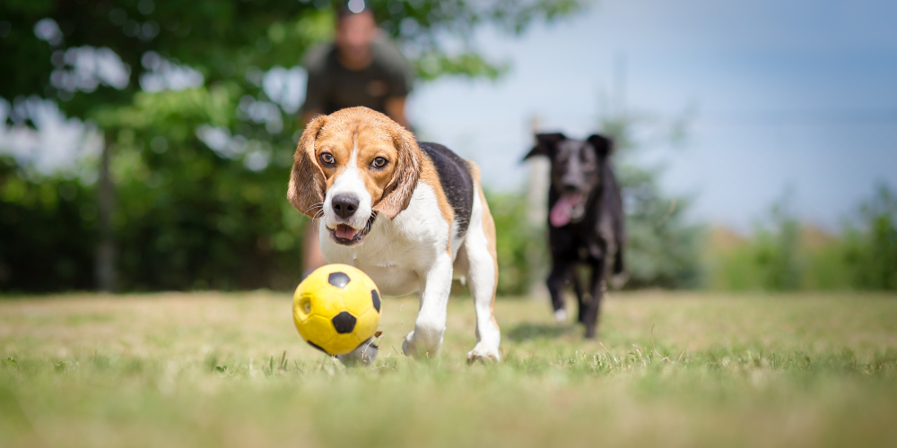 Outdoor activities for your dog