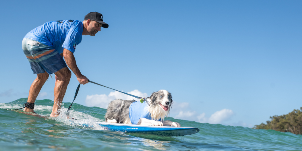 Dog Surfing