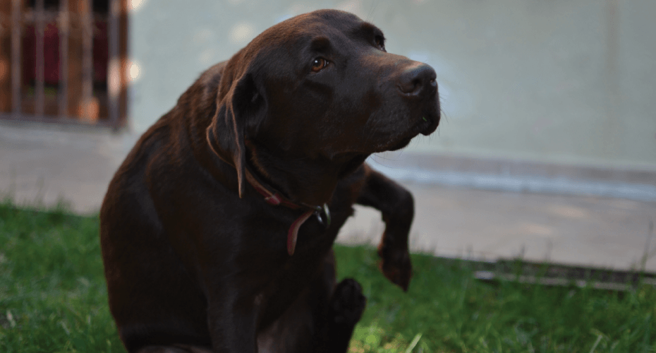 5 Common Causes of Itching in Pets