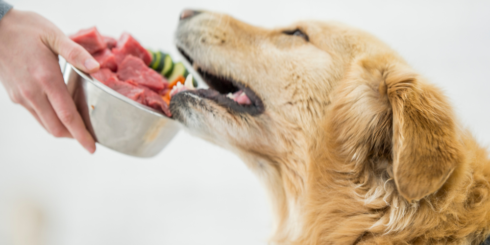 Foods to expand your dogs life