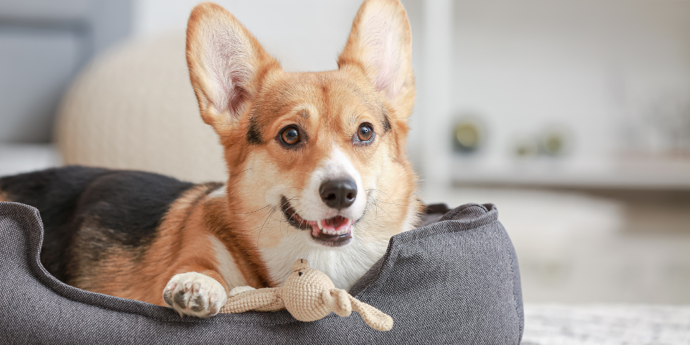 Fur free home