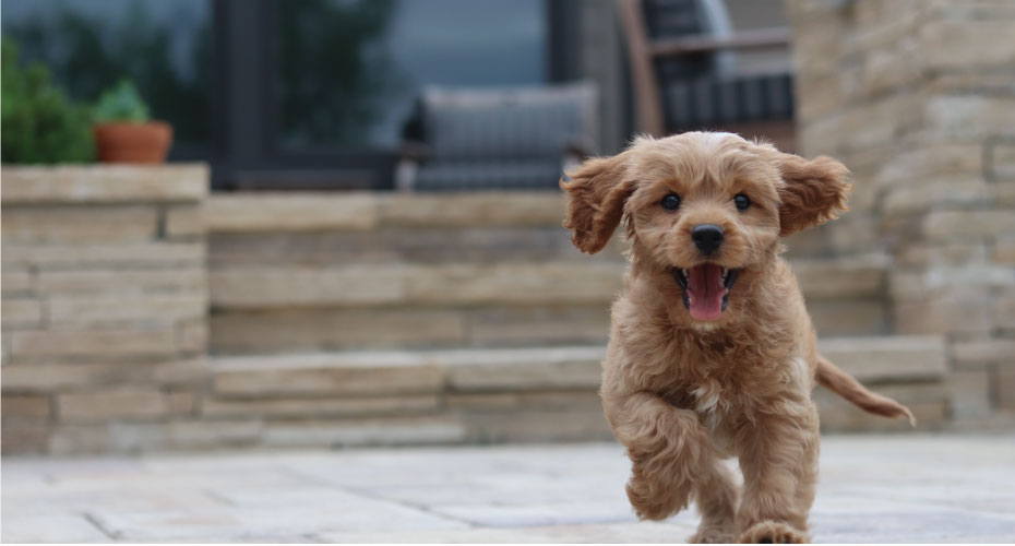 Puppy Running