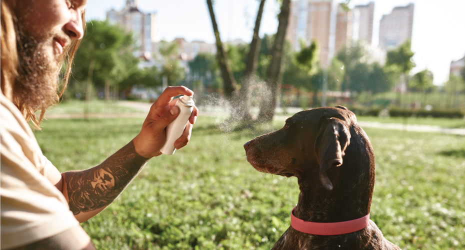 Owner spraying dog with water