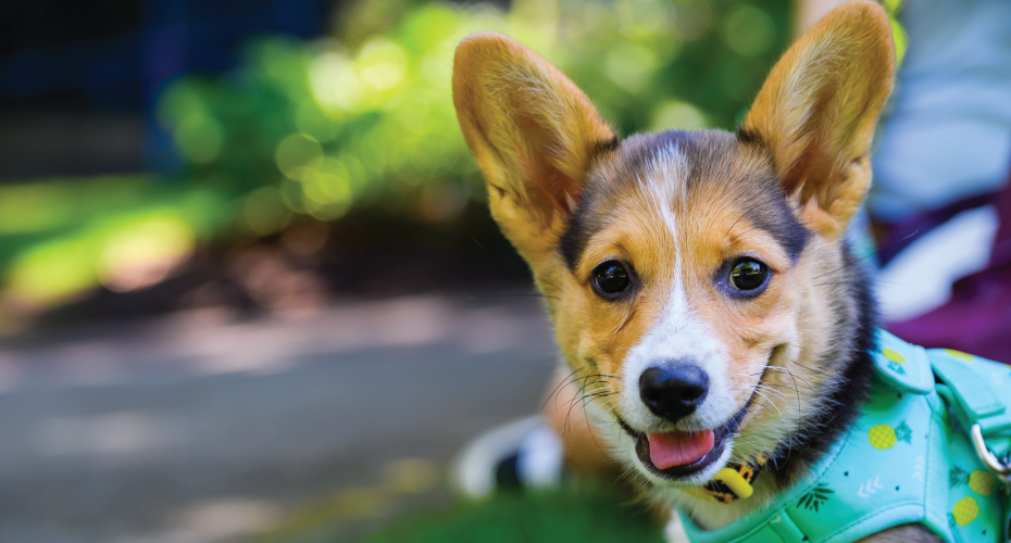 Puppy in the park