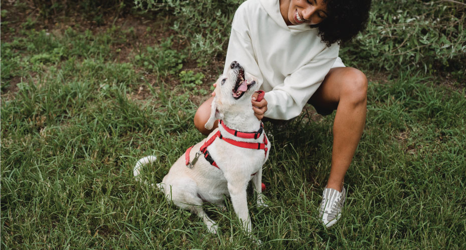 Pet Care Things We Forget