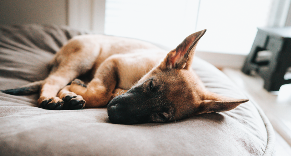 Dog sleeping