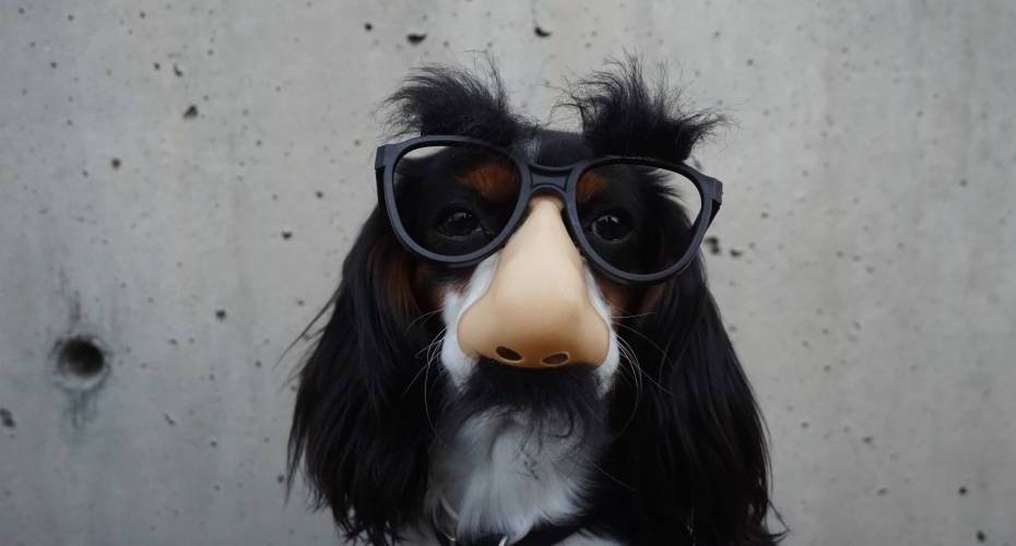 Dog In Costume