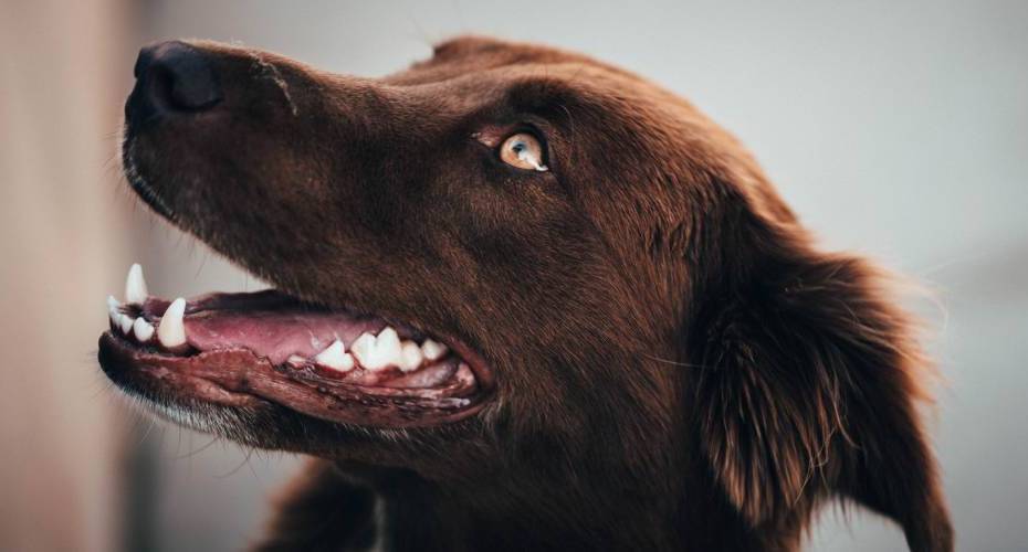 A side profile of a brown dog showing off their pearly white teeth