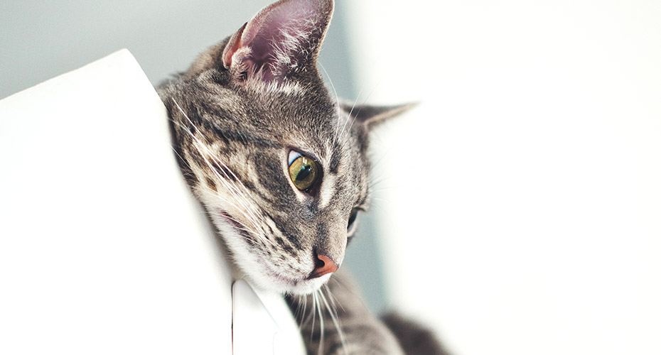 A grey and white cat looks down from a white counter