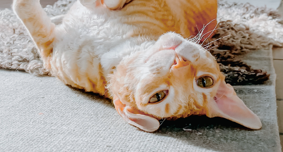 Cat laying upside down indoors