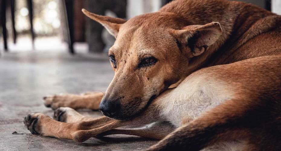 A brown dog is lying on concrete all curled up on their own legs