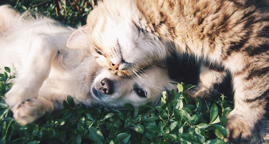 Dog and cat laying in garden