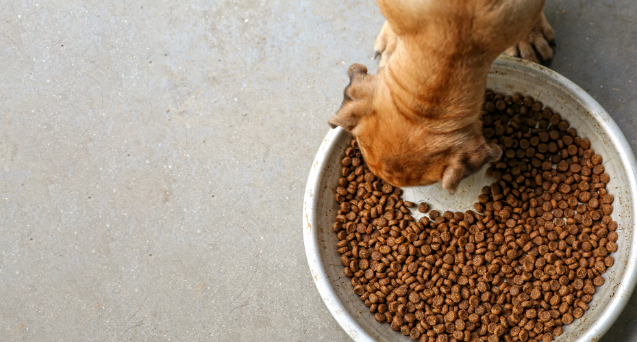 dog eating