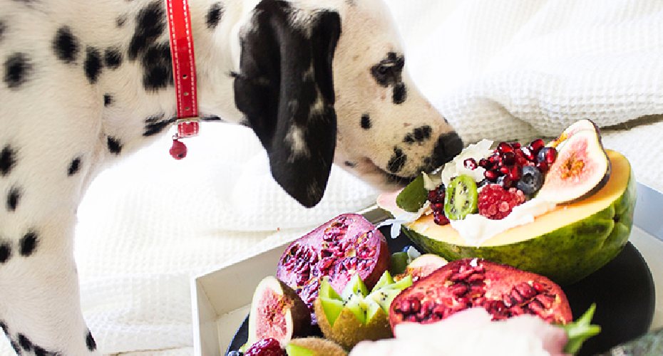 Dog eating fruits