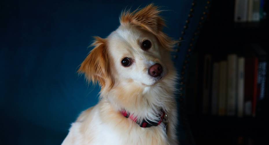 A cream and white dog is tilting its head to the side