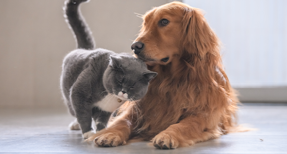 Cat and Dog together inside