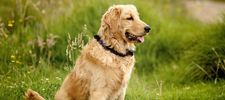 The Ultimate Guide to Paralysis Ticks