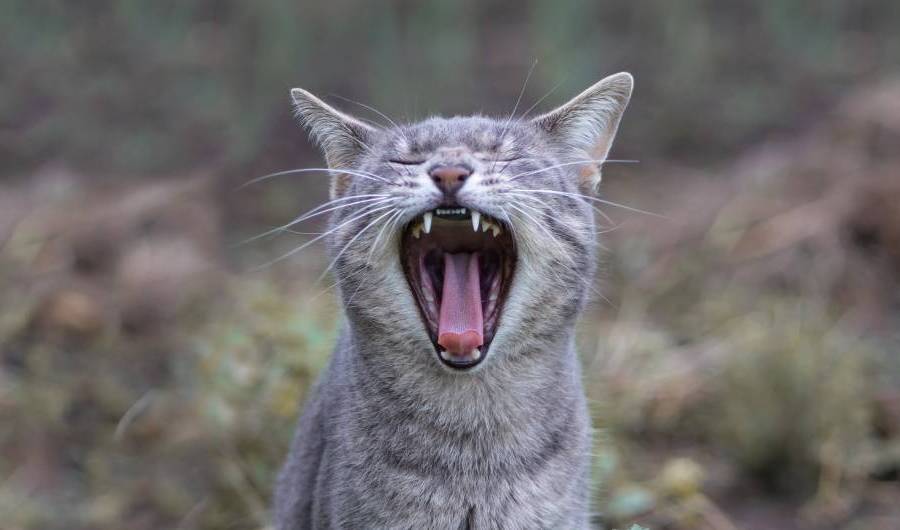 A grey cat is yawning widely, revealing all of their teeth