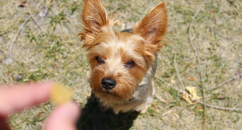 dog looking up at dog treat