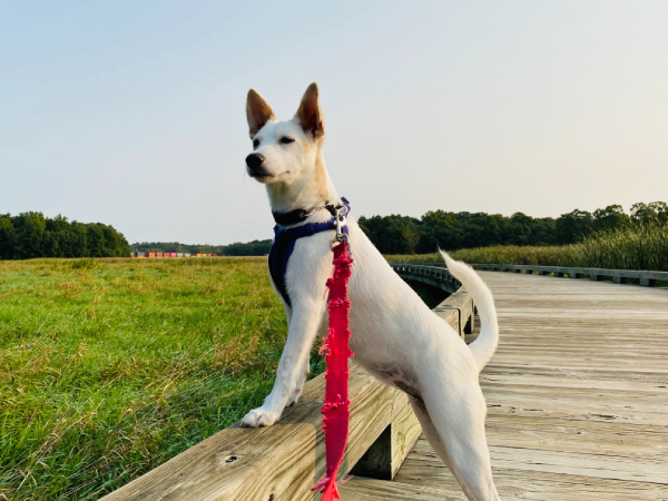 Dog 