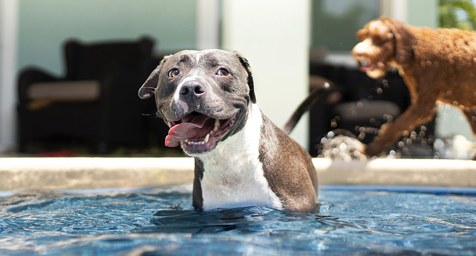 How to Take the Perfect Photo of Your Dog
