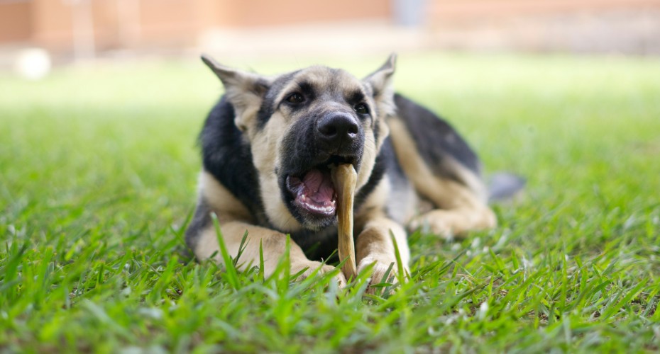 dog eating a bone treat