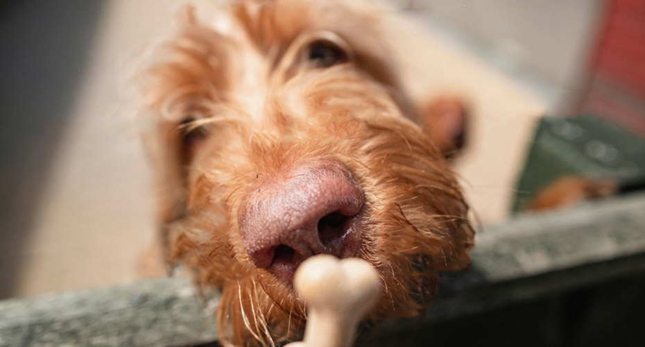 My Pet's Nose is Dry - What Does That Really Mean?