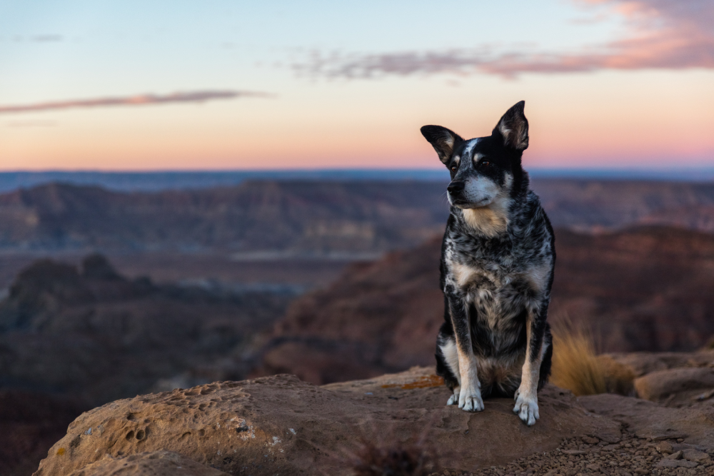 Dog Sitting On Hill