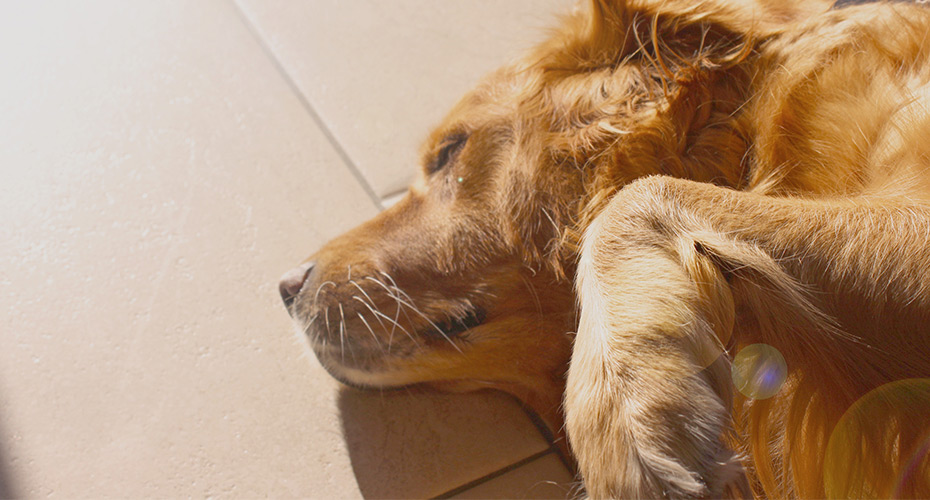 Online Pet Pharmacy - PetScripts.com.au
