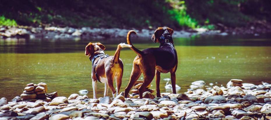 Anal gland disease in dogs - 2 dogs are standing on rocks next to a stream