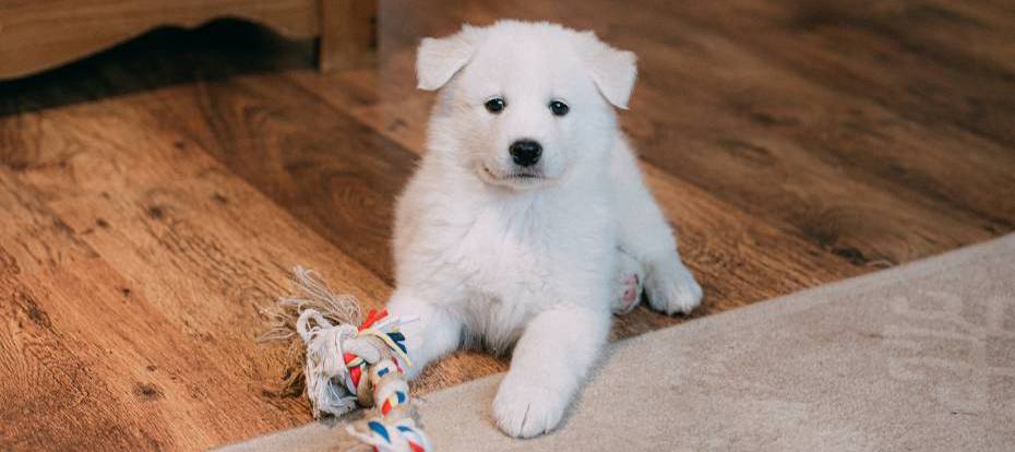 A tiny white puppy is sitting on a timber floor next to a beige rug and a colourful rope toy