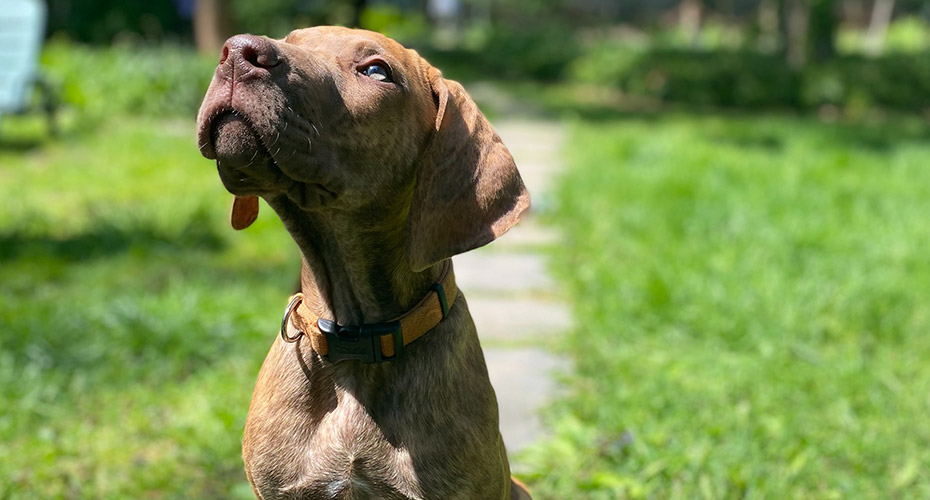 Puppy outside
