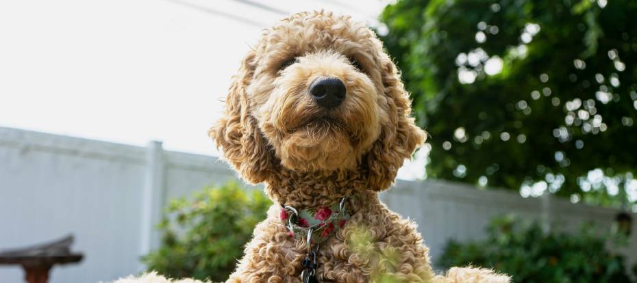 Fluffy dog sitting outside