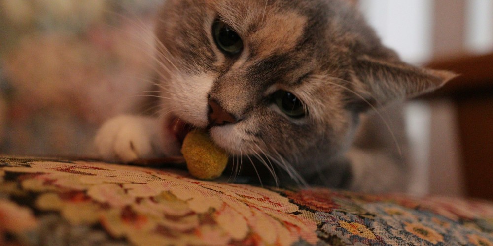 cat eating treats