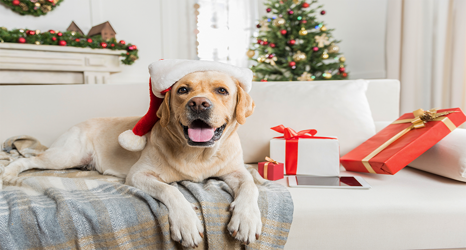 A dog is sitting on a couch in front of Christmas tree and presents
