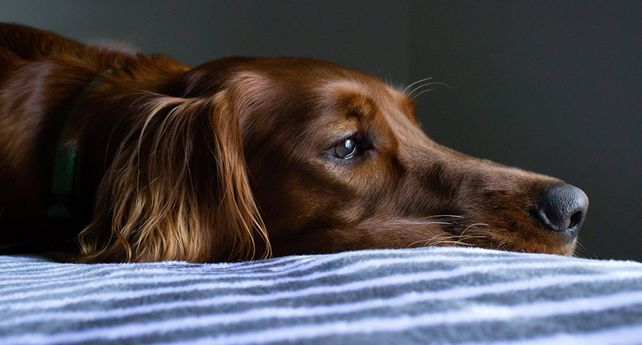 Dog laying in dark room