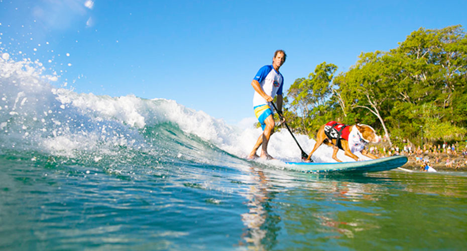 Dog and owner riding a wave at the beach