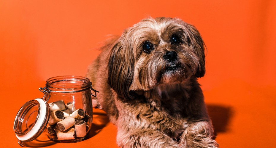 dog laying down next to a jar of dog treats