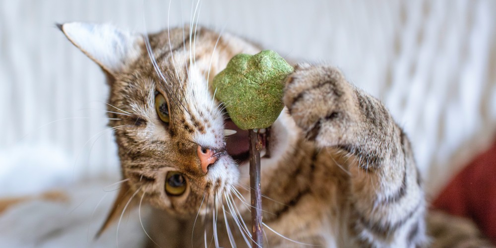 cat eating catnip