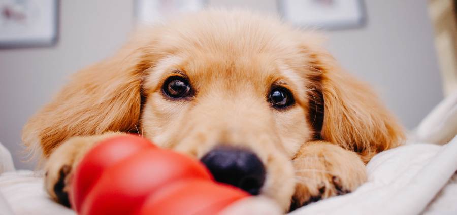 How to socialise your COVID puppy - a puppy with big brown eyes is looking into the camera over a red Kong rubber toy
