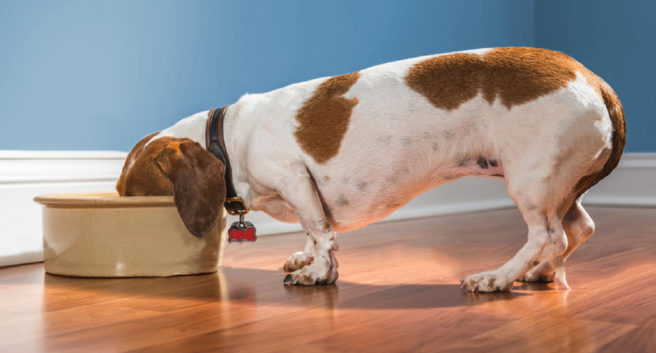 Dog eating from a bowl