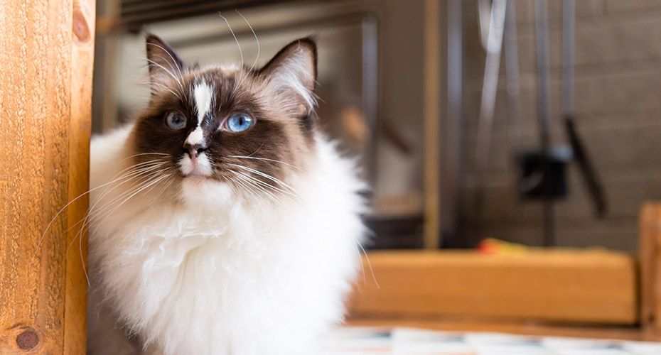 The Ultimate Guide to Worms in Cats
