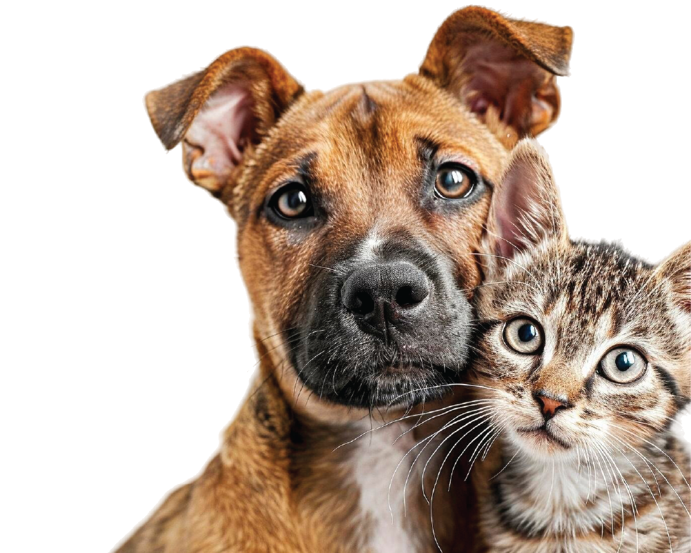 Dog and cat