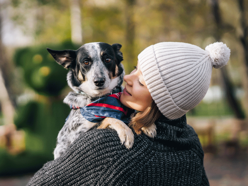 Dog and cat protection guide