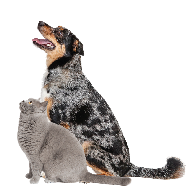 Dog and cat
