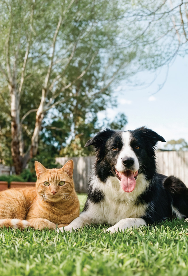 Dog and cat on grass
