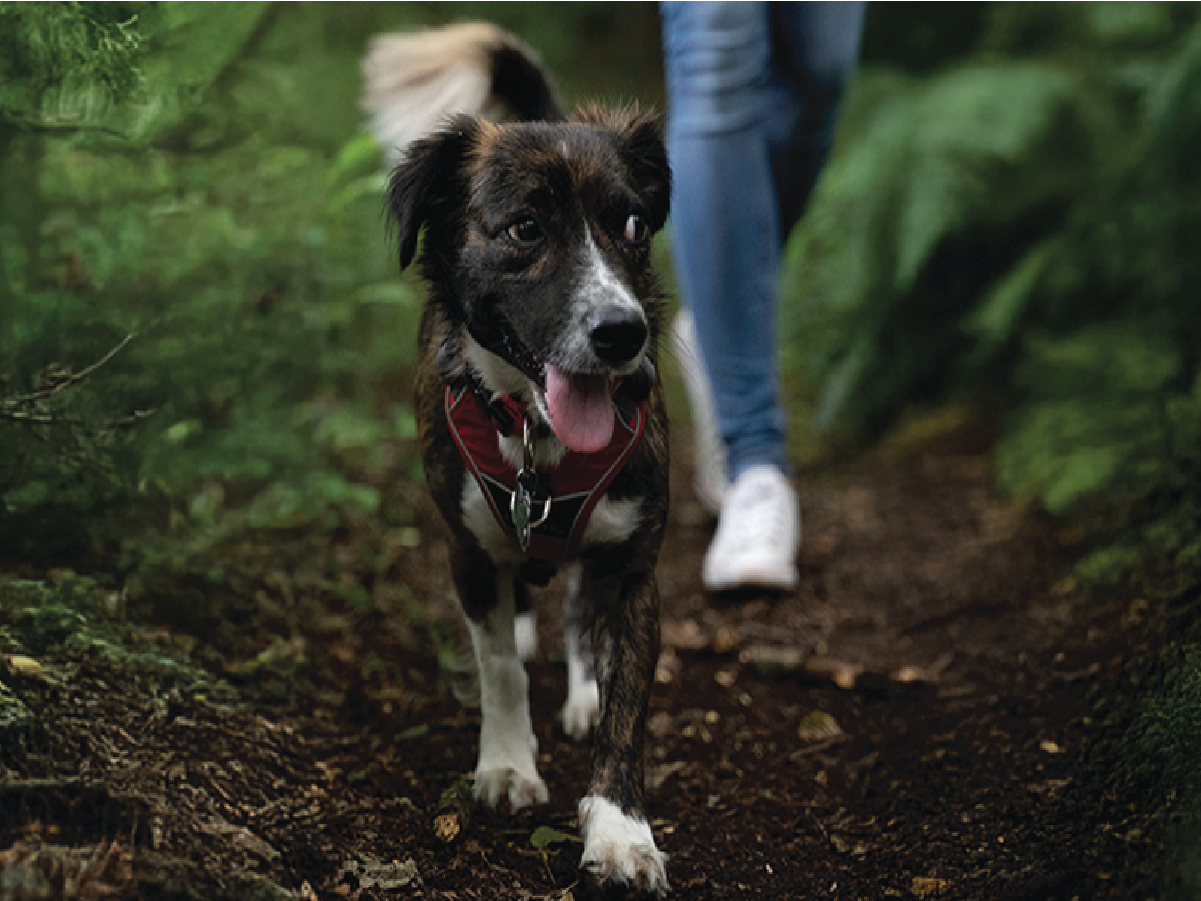 Dog walking outdoors